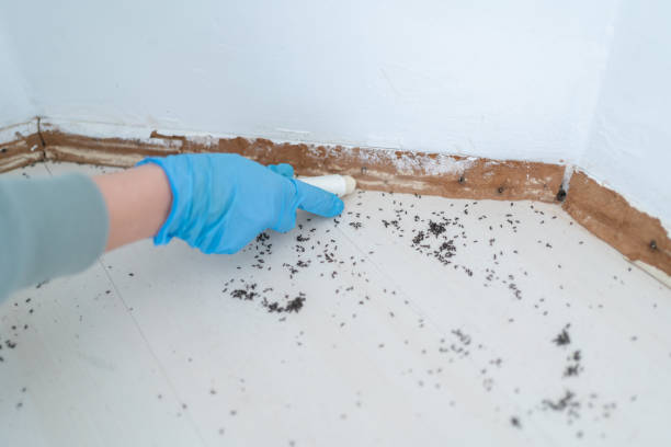 Insect Control in Fair Oaks Ranch, TX